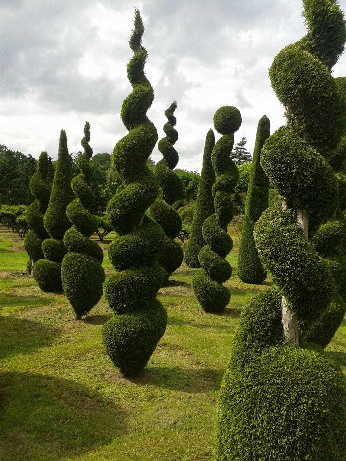 Alberi messi a dimora